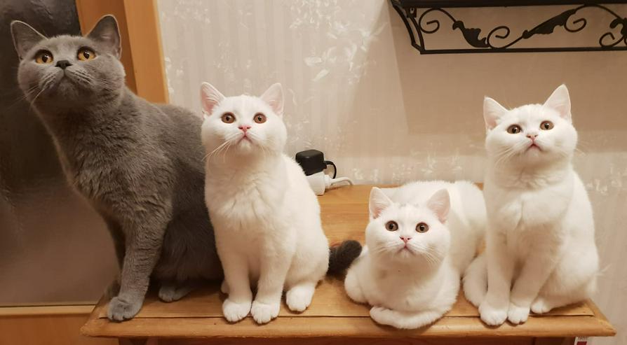 Bild 4: BKH Kitten-Raritäten in weiß und blau suchen neues zu Hause!