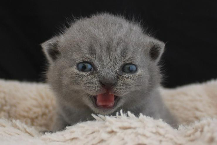 Bild 12: BKH Kitten-Raritäten in weiß und blau suchen neues zu Hause!