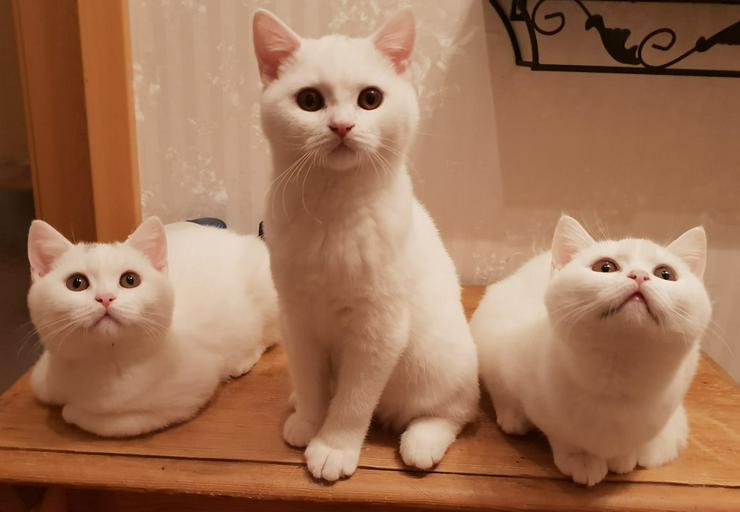 Bild 3: BKH Kitten-Raritäten in weiß und blau suchen neues zu Hause!