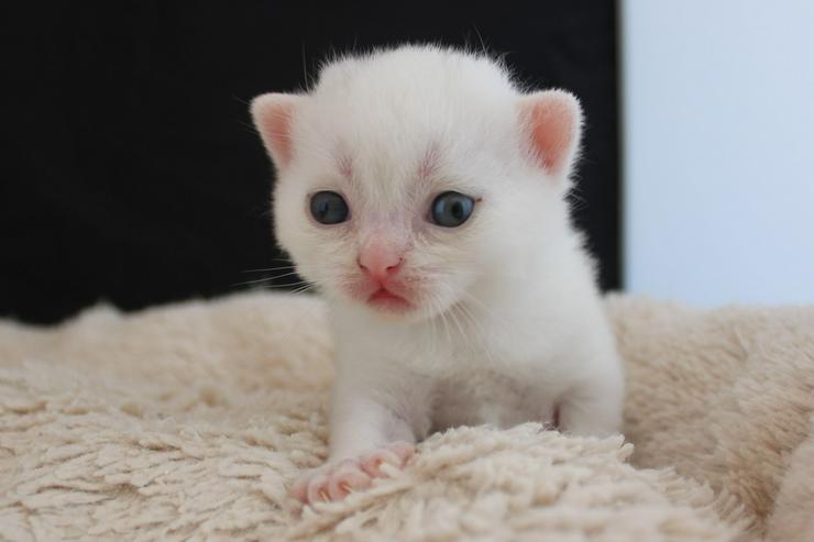 Bild 9: BKH Kitten-Raritäten in weiß und blau suchen neues zu Hause!