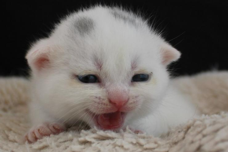 Bild 10: BKH Kitten-Raritäten in weiß und blau suchen neues zu Hause!
