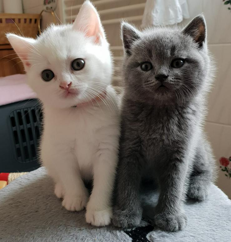 Bild 6: BKH Kitten-Raritäten in weiß und blau suchen neues zu Hause!