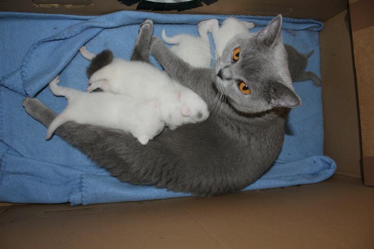 Bild 8: BKH Kitten-Raritäten in weiß und blau suchen neues zu Hause!