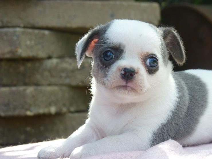 Bild 3: Chihuahua Welpen aus seriöser Zucht