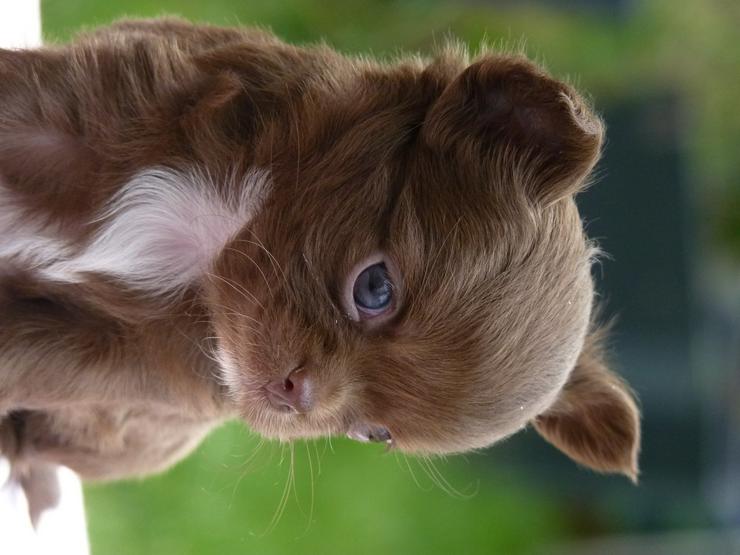 Bild 6: Chihuahua Welpen aus seriöser Zucht
