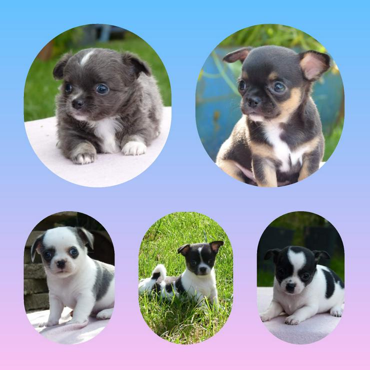 Bild 2: Chihuahua Welpen aus seriöser Zucht