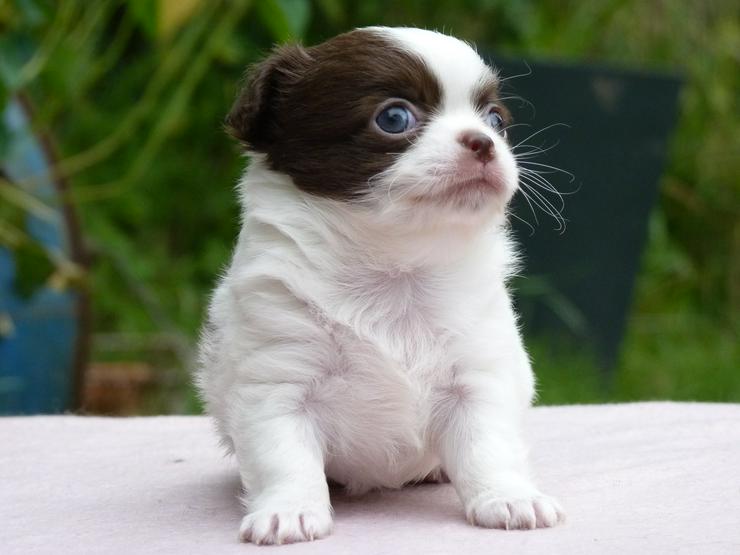 Bild 7: Chihuahua Welpen aus seriöser Zucht