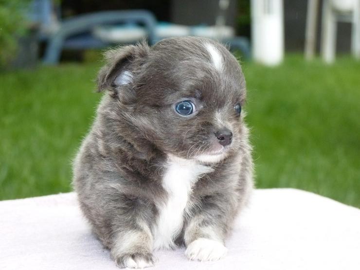 Bild 8: Chihuahua Welpen aus seriöser Zucht