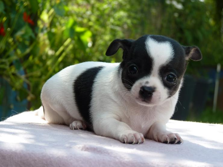 Bild 5: Chihuahua Welpen aus seriöser Zucht