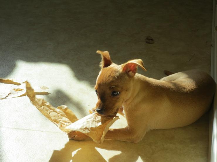Bild 3: Zwergpinscher Mischling Welpe