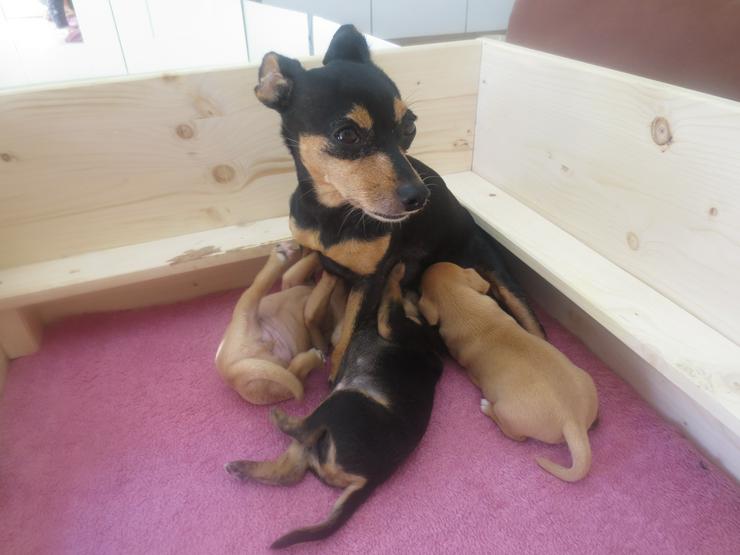 Bild 6: Zwergpinscher Mischling Welpe