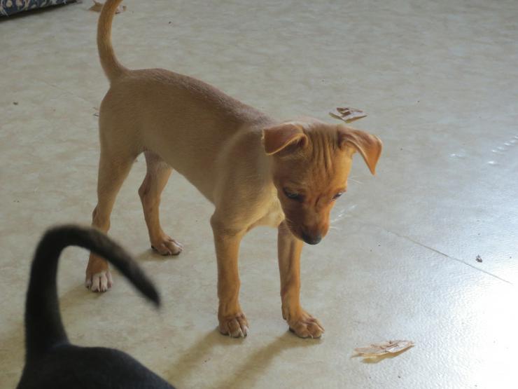 Bild 4: Zwergpinscher Mischling Welpe