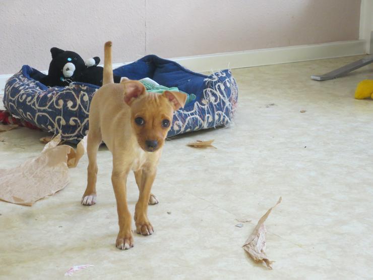 Bild 5: Zwergpinscher Mischling Welpe