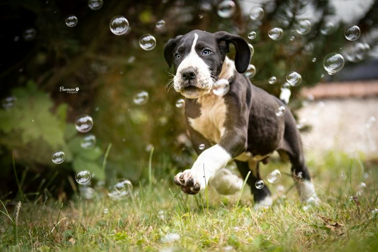 Bild 15: Deutsche Doggen Welpen von den Herzbuben mit Papiere dürfen ausziehen