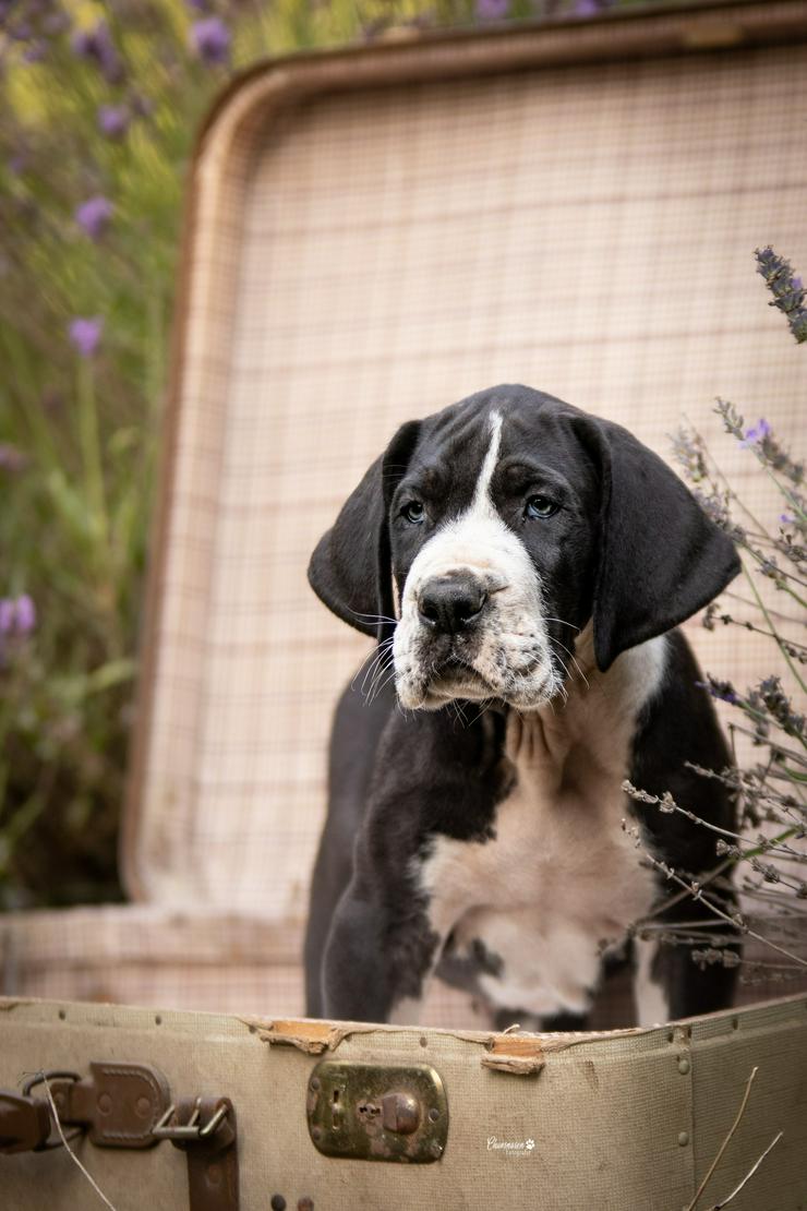 Bild 14: Deutsche Doggen Welpen von den Herzbuben mit Papiere dürfen ausziehen