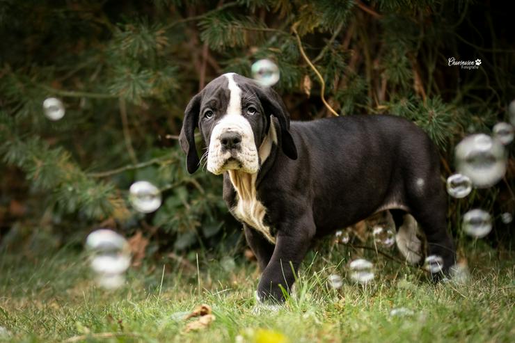 Bild 18: Deutsche Doggen Welpen von den Herzbuben mit Papiere dürfen ausziehen
