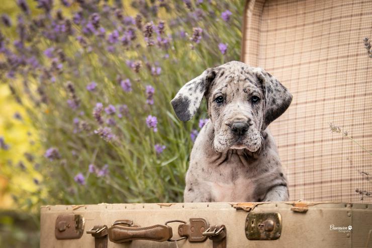 Bild 13: Deutsche Doggen Welpen von den Herzbuben mit Papiere dürfen ausziehen