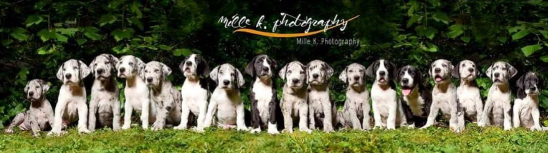 Bild 2: Deutsche Doggen Welpen von den Herzbuben mit Papiere dürfen ausziehen