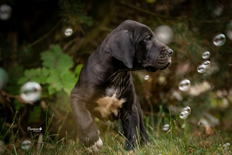 Bild 17: Deutsche Doggen Welpen von den Herzbuben mit Papiere dürfen ausziehen