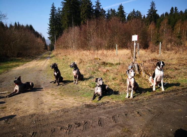 Bild 7: Deutsche Doggen Welpen von den Herzbuben mit Papiere dürfen ausziehen