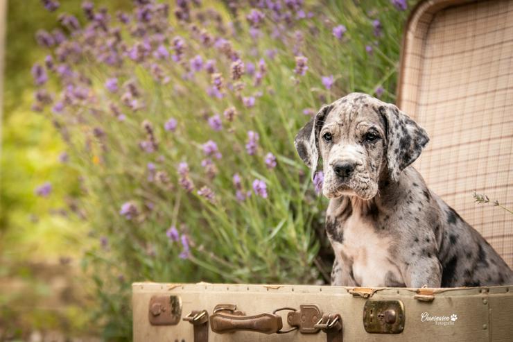Bild 9: Deutsche Doggen Welpen von den Herzbuben mit Papiere dürfen ausziehen