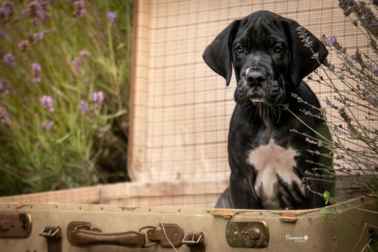 Bild 16: Deutsche Doggen Welpen von den Herzbuben mit Papiere dürfen ausziehen