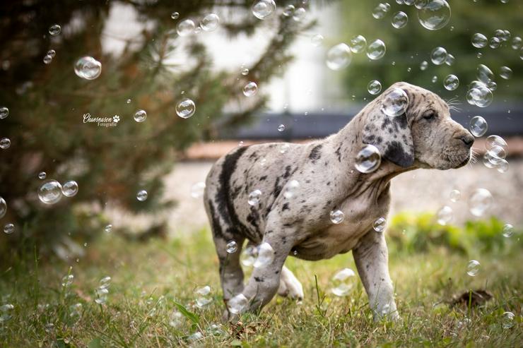 Bild 12: Deutsche Doggen Welpen von den Herzbuben mit Papiere dürfen ausziehen