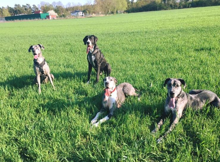 Bild 6: Deutsche Doggen Welpen von den Herzbuben mit Papiere dürfen ausziehen