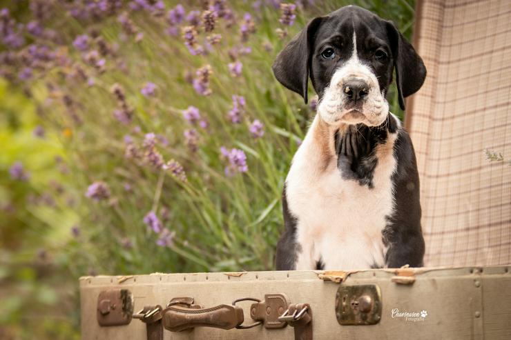 Bild 11: Deutsche Doggen Welpen von den Herzbuben mit Papiere dürfen ausziehen