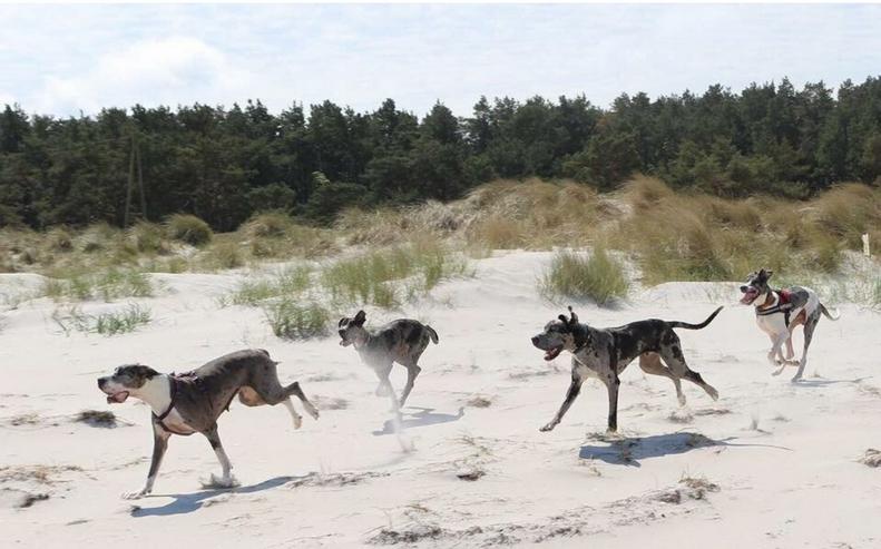 Bild 4: Deutsche Doggen Welpen von den Herzbuben mit Papiere dürfen ausziehen
