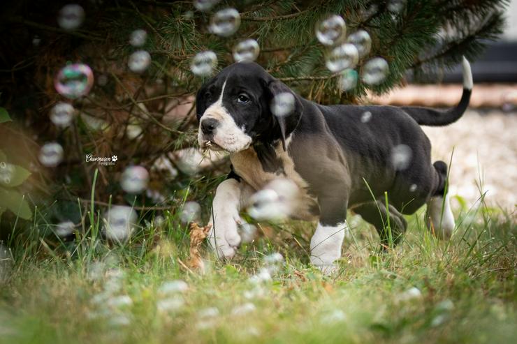 Bild 10: Deutsche Doggen Welpen von den Herzbuben mit Papiere dürfen ausziehen
