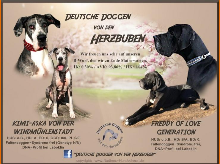 Deutsche Doggen Welpen von den Herzbuben mit Papiere dürfen ausziehen - Rassehunde - Bild 1