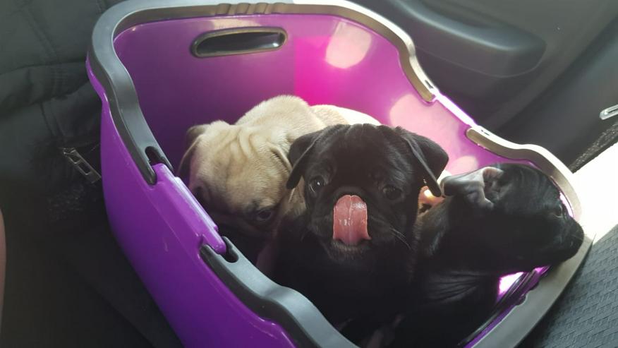 Mops Welpen schwarz Rüde Hündin - Rassehunde - Bild 1
