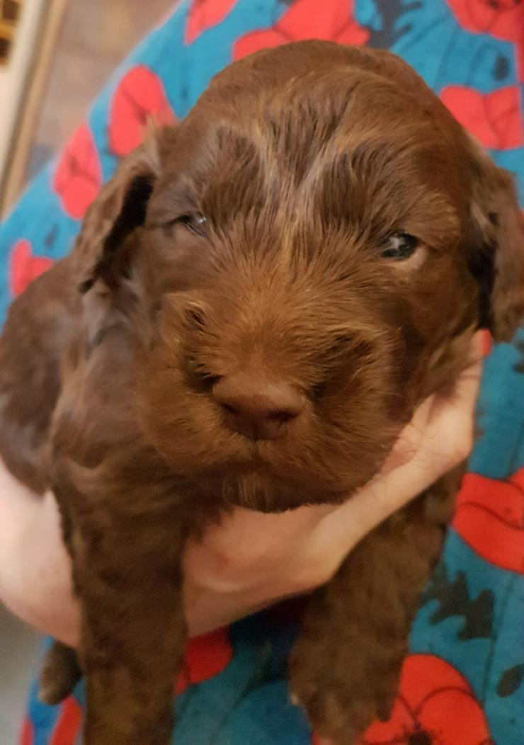Bild 2: Medium Labradoodle multigen