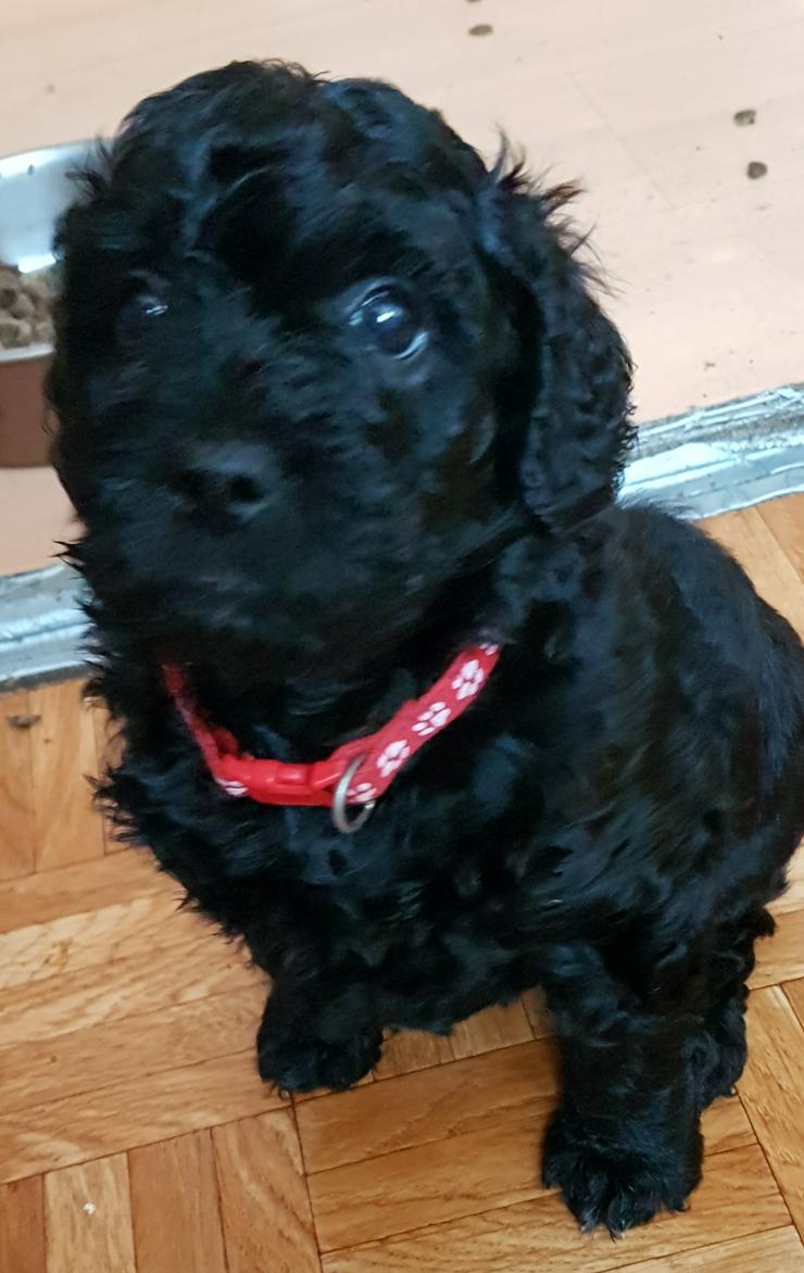 Bild 3: Medium Labradoodle multigen
