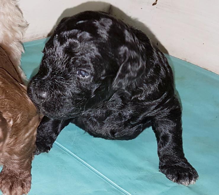 Bild 6: Medium Labradoodle multigen