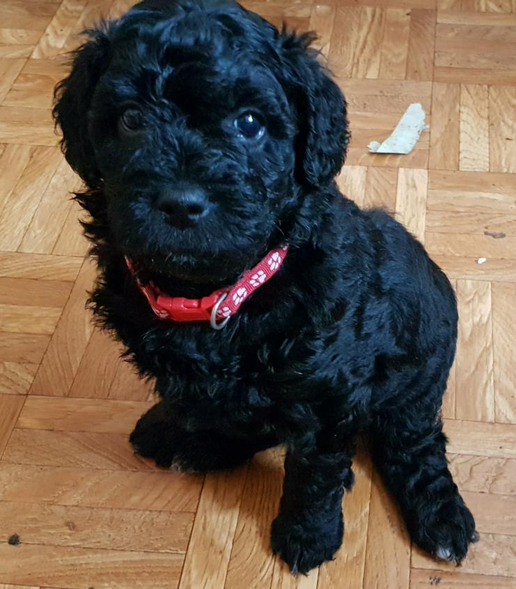 Bild 5: Medium Labradoodle multigen
