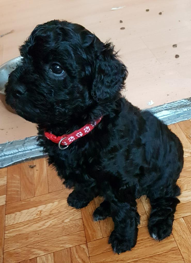 Medium Labradoodle multigen - Mischlingshunde - Bild 1