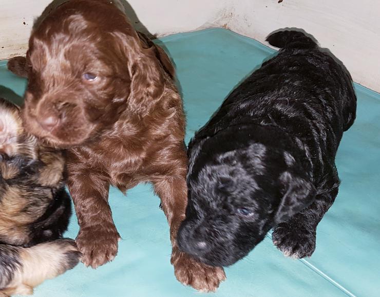 Bild 8: Medium Labradoodle multigen