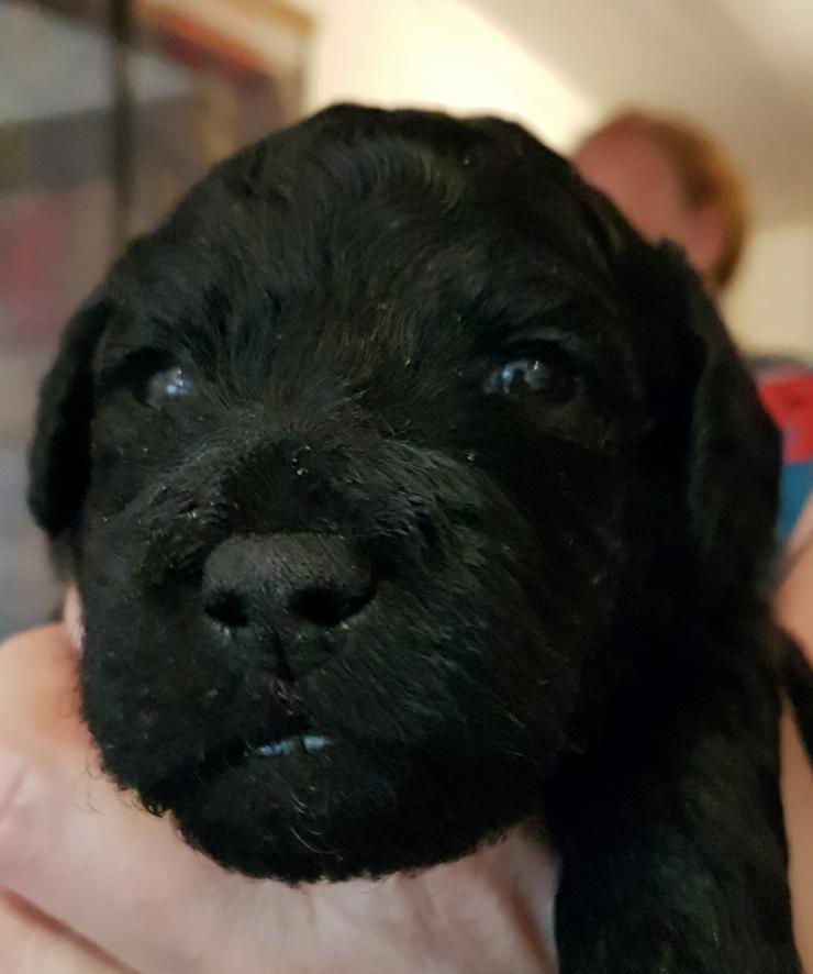 Bild 4: Medium Labradoodle multigen