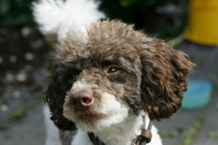 Süße Pudel shihtzu Welpen shihpoos suchen neues Zuhause  - Mischlingshunde - Bild 1