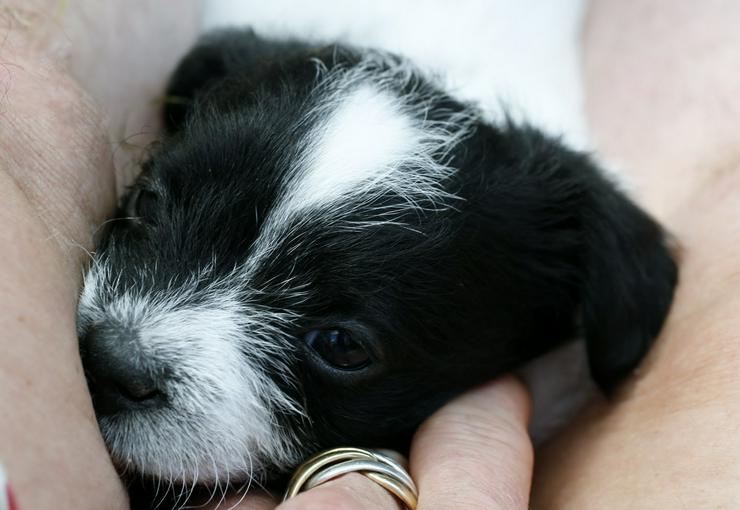 Bild 3: Süße Pudel shihtzu Welpen shihpoos suchen neues Zuhause 