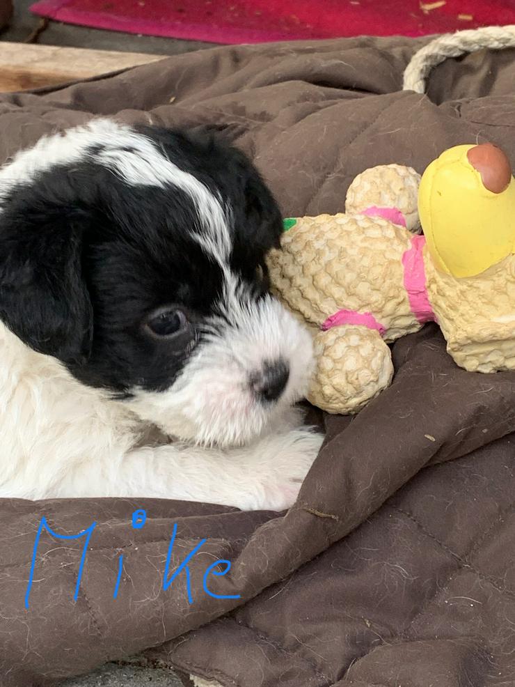 Bild 7: Süße Pudel shihtzu Welpen shihpoos suchen neues Zuhause 