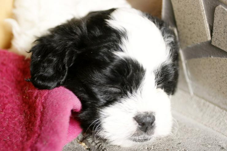 Bild 5: Süße Pudel shihtzu Welpen shihpoos suchen neues Zuhause 