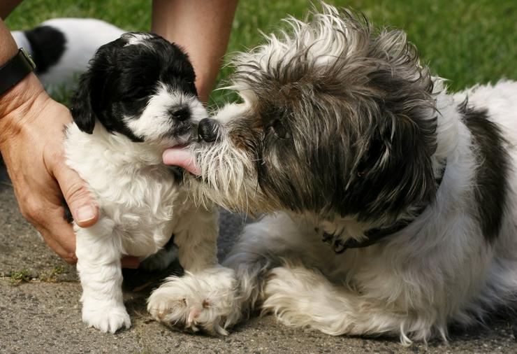 Bild 6: Süße Pudel shihtzu Welpen shihpoos suchen neues Zuhause 