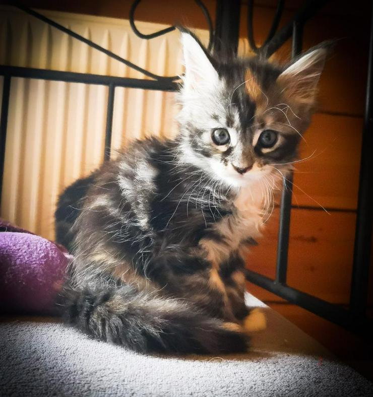 Bild 7: XXX-Fellige Maine Coon Babys