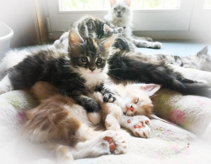 Bild 11: XXX-Fellige Maine Coon Babys