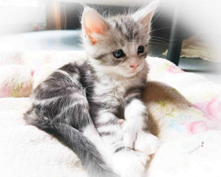 Bild 8: XXX-Fellige Maine Coon Babys