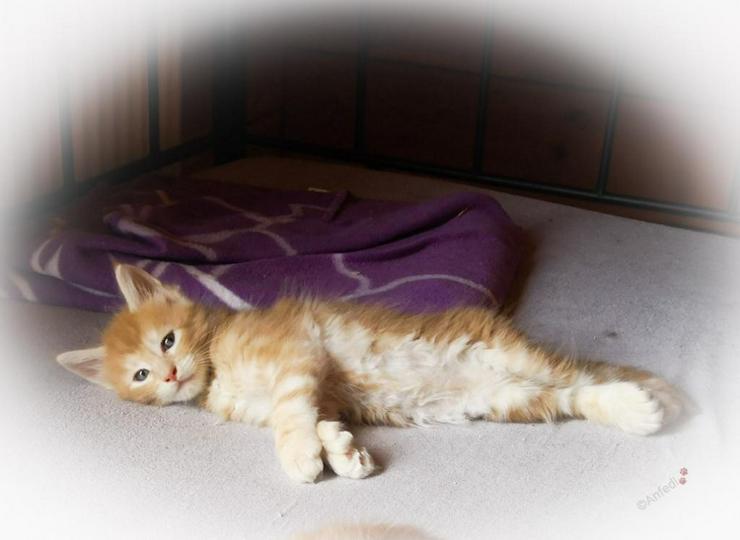 Bild 4: XXX-Fellige Maine Coon Babys