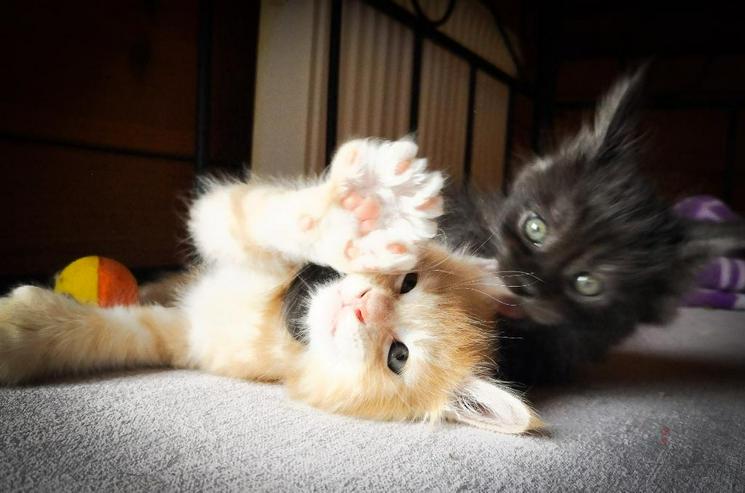 Bild 2: XXX-Fellige Maine Coon Babys